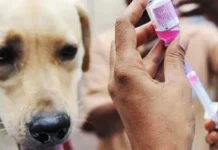 Kenali Ciri Anjing Gila dan Cara Penanganan Gigitannya ilustrasi anjing gila