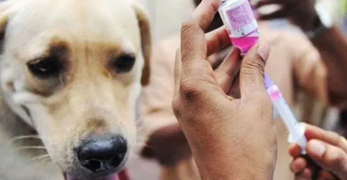 ilustrasi anjing gila