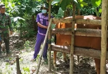 TNI Gencarkan Inseminasi Buatan Hewan Ternak di Konawe TNI Gencarkan Inseminasi Buatan Hewan Ternak di Konawe