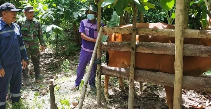 hewan_ternak_konawee TNI Gencarkan Inseminasi Buatan Hewan Ternak di Konawe