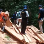 Petugas TNRAW Amankan Pelaku Illegal Logging di Blok Hutan Tinabite Petugas TNRAW Amankan Pelaku Illegal Logging di Blok Hutan Tinabite