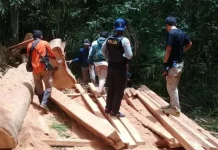 Petugas TNRAW Amankan Pelaku Illegal Logging di Blok Hutan Tinabite Petugas TNRAW Amankan Pelaku Illegal Logging di Blok Hutan Tinabite