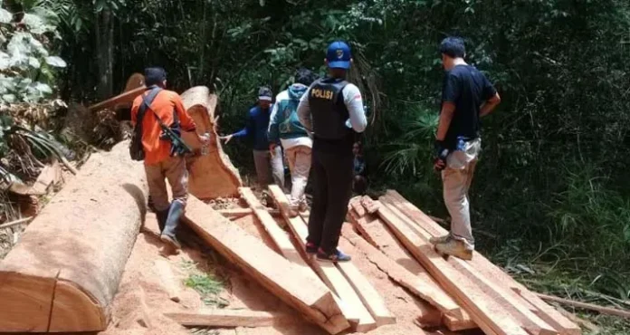 Petugas TNRAW Amankan Pelaku Illegal Logging di Blok Hutan Tinabite