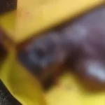 Warga Baubau Temukan Mayat Terapung di Kolong Jembatan Warga Baubau Temukan Mayat Terapung di Kolong Jembatan