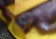 Mayat yang Ditemukan Terapung di Perairan Baubau Sempat Dianiaya Warga Baubau Temukan Mayat Terapung di Kolong Jembatan