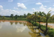 Memancing di Kolam Tikar Nila Mas, Seru Untuk Liburan Memancing di Kolam Tikar Nila Mas, Seru Untuk Liburan