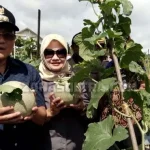 Tingkatkan Ekonomi Kerakyatan, Bupati Koltim Canangkan Penanaman Melon Tingkatkan Ekonomi Kerakyatan, Bupati Koltim Canangkan Penanaman Melon