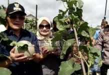 Tingkatkan Ekonomi Kerakyatan, Bupati Koltim Canangkan Penanaman Melon Tingkatkan Ekonomi Kerakyatan, Bupati Koltim Canangkan Penanaman Melon
