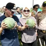 Bupati Koltim Panen Raya Tanaman Holtikultura Hasil Dana Desa Bupati Koltim Ajak Masyarakat Memilih Sesuai Hati Nurani