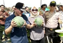 Bupati Koltim Panen Raya Tanaman Holtikultura Hasil Dana Desa Bupati Koltim Ajak Masyarakat Memilih Sesuai Hati Nurani