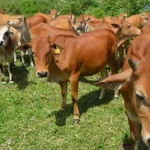 Distan Baubau Bantu Bibit Sapi Untuk Satu Kelompok Peternak Ilustrasi sapi