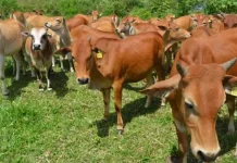 Balai Karantina Kendari Imbau Masyarakat Periksa Kesehatan Hewan Kurban Ilustrasi sapi