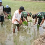 Gandeng Poktan, Dandim 1413 Buton Tanam Padi Perdana di Bombana Gandeng Poktan, Dandim 1413 Buton Tanam Padi Perdana di Bombana