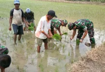 Gandeng Poktan, Dandim 1413 Buton Tanam Padi Perdana di Bombana Gandeng Poktan, Dandim 1413 Buton Tanam Padi Perdana di Bombana