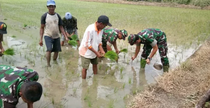 tanam_padi Gandeng Poktan, Dandim 1413 Buton Tanam Padi Perdana di Bombana