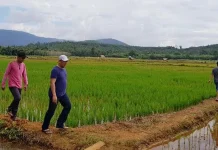 Sawah Kekeringan, Pemda Konut Turunkan Pompa Air Sawah Kekeringan, Pemda Konut Turunkan Pompa Air