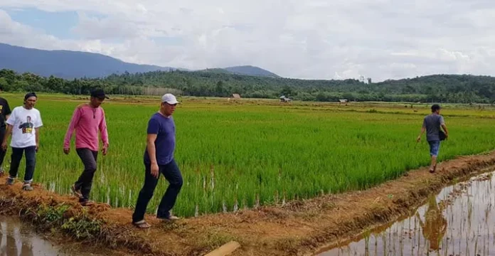 Sawah Kekeringan, Pemda Konut Turunkan Pompa Air