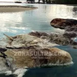 BPSPL Pastikan yang Terdampar di Pulau Bokori Bangkai Paus