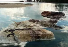 BPSPL Pastikan yang Terdampar di Pulau Bokori Bangkai Paus