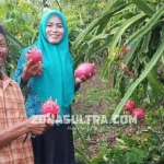 Kisah Transmigran di Muna, Tuai Manisnya Hidup dengan Budidaya Buah Naga Kisah Transmigran di Muna, Tuai Manisnya Hidup dengan Budidaya Buah Naga