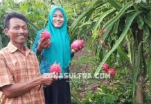 Kisah Transmigran di Muna, Tuai Manisnya Hidup dengan Budidaya Buah Naga Kisah Transmigran di Muna, Tuai Manisnya Hidup dengan Budidaya Buah Naga