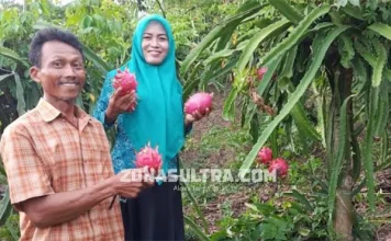 Kisah Transmigran di Muna, Tuai Manisnya Hidup dengan Budidaya Buah Naga Kisah Transmigran di Muna, Tuai Manisnya Hidup dengan Budidaya Buah Naga