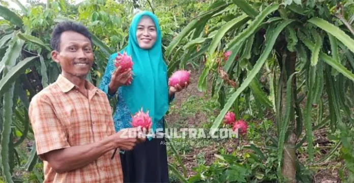 Kisah Transmigran di Muna, Tuai Manisnya Hidup dengan Budidaya Buah Naga