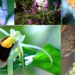 31 Jenis Anggrek di Taman Nasional Rawa Aopa Watumohai 31 Jenis Anggrek di Taman Nasional Rawa Aopa Watumohai