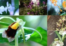 31 Jenis Anggrek di Taman Nasional Rawa Aopa Watumohai 31 Jenis Anggrek di Taman Nasional Rawa Aopa Watumohai