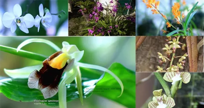 31 Jenis Anggrek di Taman Nasional Rawa Aopa Watumohai