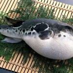 Mengenal Ikan Buntal yang Menewaskan Dua Warga di Muna ikan buntal