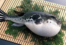 Mengenal Ikan Buntal yang Menewaskan Dua Warga di Muna ikan buntal