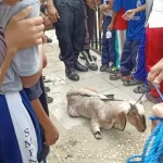 Ikuti Milennial Road Safety Bombana, Wanita Ini dapat Hadiah Kambing Ikuti Milennial Road Safety Bombana, Pria Ini dapat Hadiah Kambing