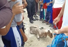 Ikuti Milennial Road Safety Bombana, Wanita Ini dapat Hadiah Kambing Ikuti Milennial Road Safety Bombana, Pria Ini dapat Hadiah Kambing