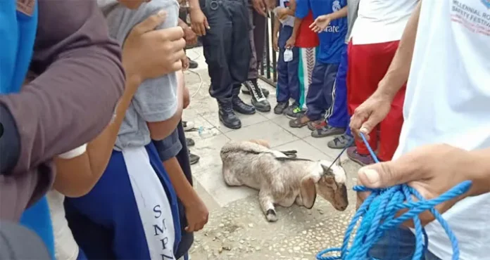 Ikuti Milennial Road Safety Bombana, Pria Ini dapat Hadiah Kambing
