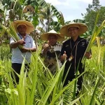 Pertamina Manfaatkan Limbah Daun Nanas Pengganti Fiberglass Pertamina Manfaatkan Limbah Daun Nanas Pengganti Fiberglass