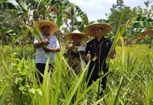 Pertamina Manfaatkan Limbah Daun Nanas Pengganti Fiberglass Pertamina Manfaatkan Limbah Daun Nanas Pengganti Fiberglass