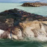 Bangkai Paus Terdampar di Pulau Bokori Ditenggelamkan Bangkai Paus Terdampar di Pulau Bokori Ditenggelamkan