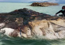 Bangkai Paus Terdampar di Pulau Bokori Ditenggelamkan Bangkai Paus Terdampar di Pulau Bokori Ditenggelamkan