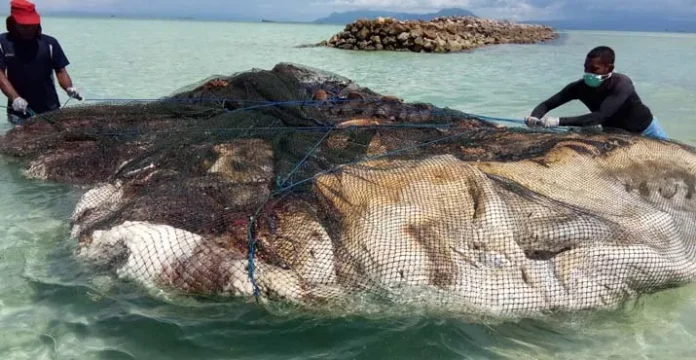 Bangkai Paus Terdampar di Pulau Bokori Ditenggelamkan