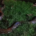 Piton Sepanjang Lima Meter Gegerkan Warga Butung-Butung Muna Piton Sepanjang Lima Meter Gegerkan Warga Butung-Butung Muna