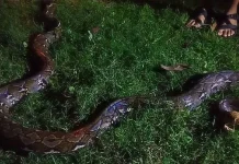 Piton Sepanjang Lima Meter Gegerkan Warga Butung-Butung Muna Piton Sepanjang Lima Meter Gegerkan Warga Butung-Butung Muna