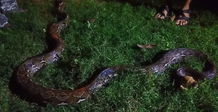 piton_butung Piton Sepanjang Lima Meter Gegerkan Warga Butung-Butung Muna