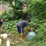 Razia Miras, Polsek Lambuya Temukan Pongasi Razia Miras, Polsek Lambuya Temukan Pongasi