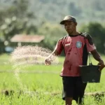Pemerintahan Jokowi Cetak 12.290 Hektar Lahan Sawah Baru di Sultra Pemerintahan Jokowi Cetak 12.290 Hektar Lahan Sawah Baru di Sultra