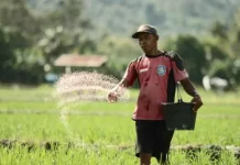 Pemerintahan Jokowi Cetak 12.290 Hektar Lahan Sawah Baru di Sultra Pemerintahan Jokowi Cetak 12.290 Hektar Lahan Sawah Baru di Sultra