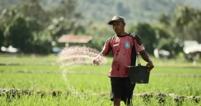 sawah di sultra 1 Pemerintahan Jokowi Cetak 12.290 Hektar Lahan Sawah Baru di Sultra