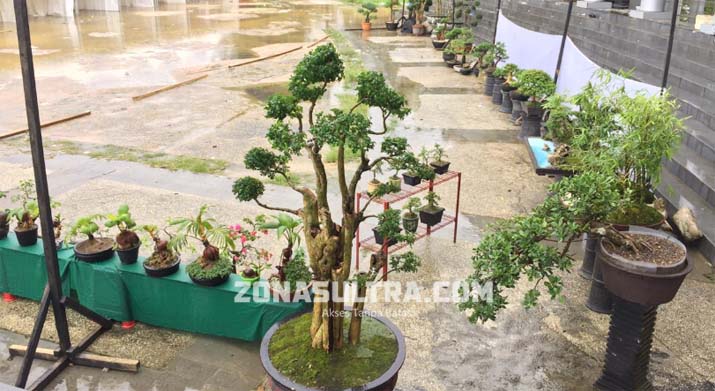 Ini Bonsai Harga Rp 15 Juta di HUT Sultra