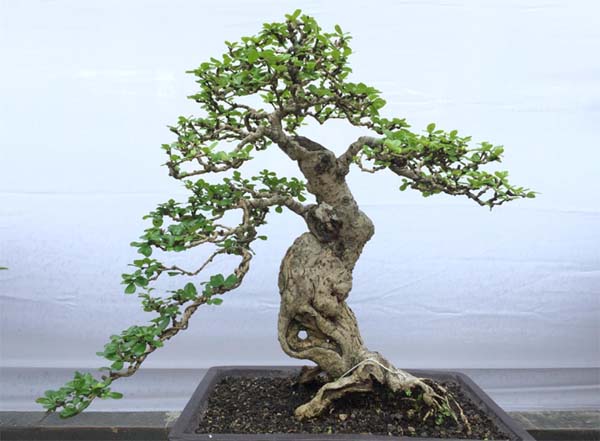 Ini Bonsai Harga Rp 15 Juta di HUT Sultra