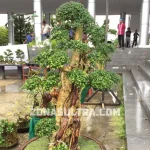 Ini Bonsai Harga Rp 15 Juta di HUT Sultra Ini Bonsai Harga Rp 15 Juta di HUT Sultra